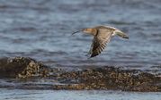 TONY HOWES - Curlew over Titchwell beach